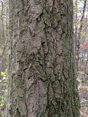 Oxydendrum
