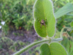 Neoscona theisi