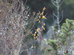Cyrtochilum aureum