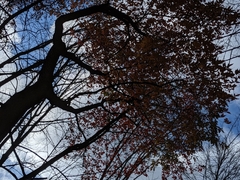 Oxydendrum
