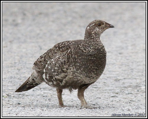 Dusky Grouse