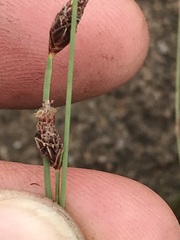 Bulbostylis oritrephes