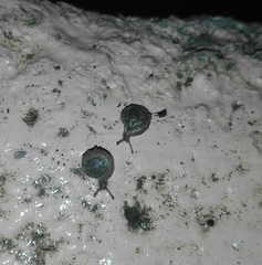 Xerotricha conspurcata