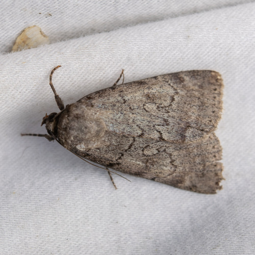 Serene Underwing photo 3