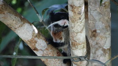 Saguinus imperator imperator