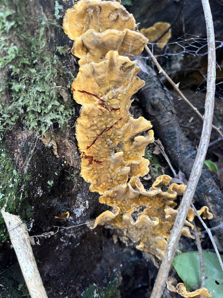 Stereum greslebiniae · August 2025 · photo: © sur_endemico (iNaturalist, cc-by-nc)