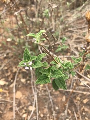 Lantana rugosa