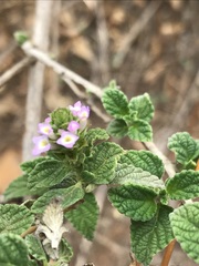 Lantana rugosa