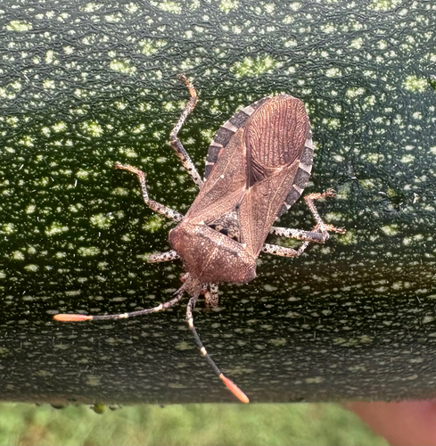 Horned Squash Bug photo 5