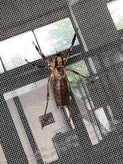 Nesoecia insignis
