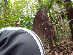 Morpho menelaus offenbachi