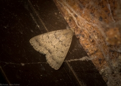 Nodaria aneliopis