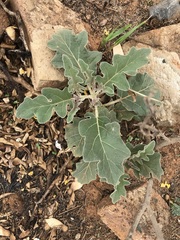 Solanum elaeagnifolium