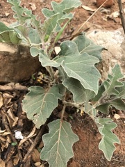 Solanum elaeagnifolium