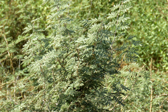 Prosopis farcta