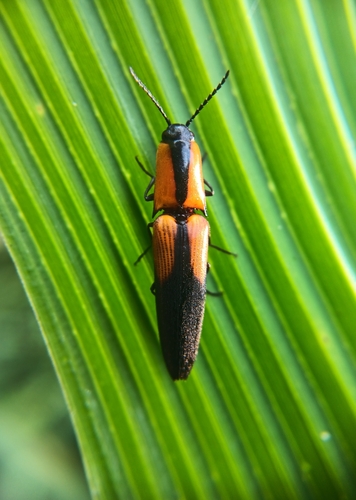 Simodactylus observed 2025-08-05
