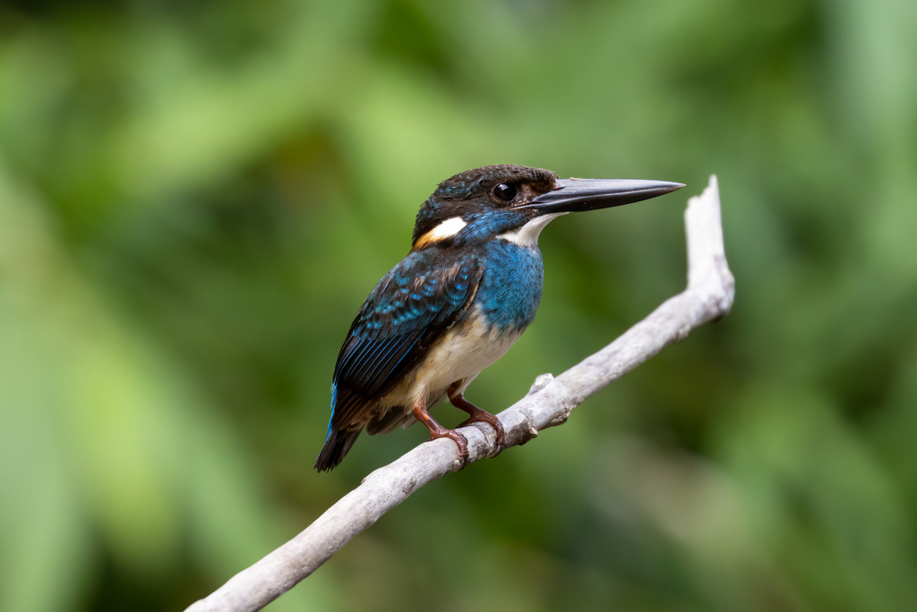 Malaysian Blue-banded Kingfisher (Alcedo peninsulae) photo