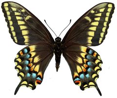 Papilio machaon bairdii