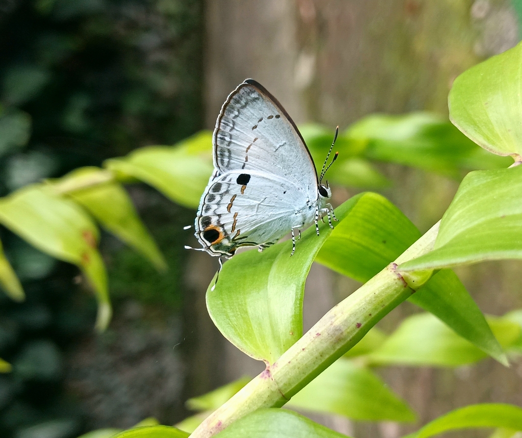 Hypolycaena ithna