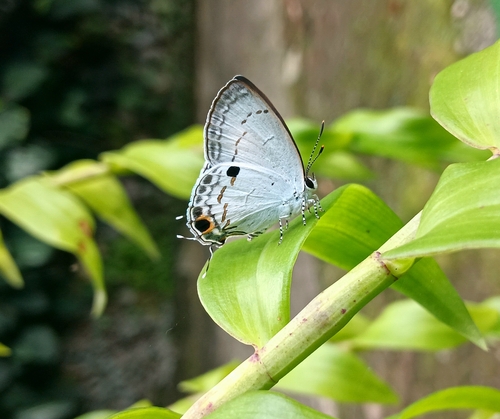 Hypolycaena ithna