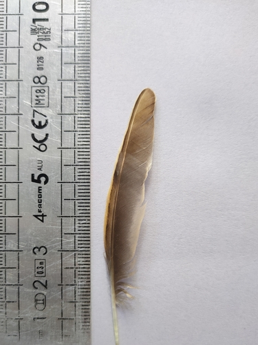 Plume de Alouette des champs