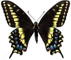 Papilio machaon bairdii