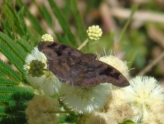 Nisoniades bromias