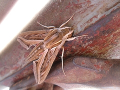 Hippotion celerio