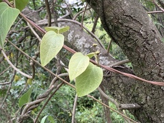 Stigmaphyllon bonariense