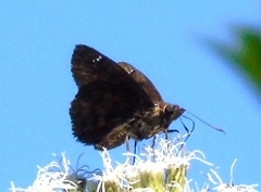 Nisoniades bromias