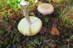 Amanita wellsii