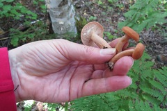 Lactarius nitidus