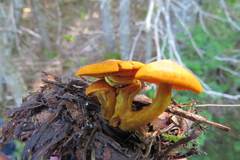 Cortinarius malicorius