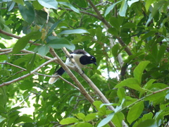 Cyanocorax cyanopogon