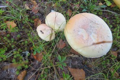 Amanita wellsii
