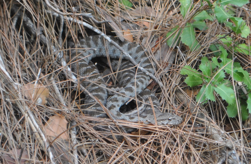 Photo of a Asian Racer (Hemorrhois nummifer)