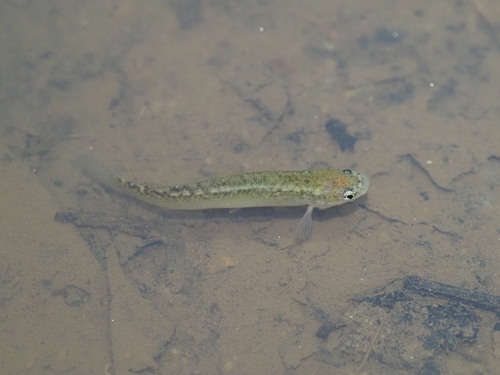 Lung's rivulus (Anablepsoides lungi) — Rivulidae — 3