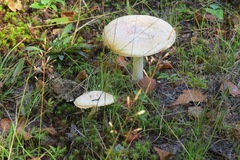 Amanita wellsii