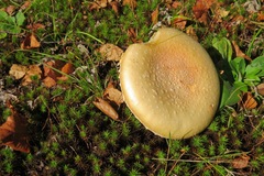 Amanita wellsii