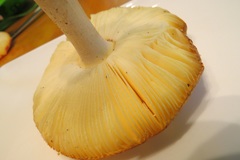 Amanita wellsii