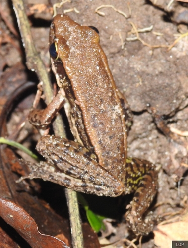 Cope's Assam Frog
