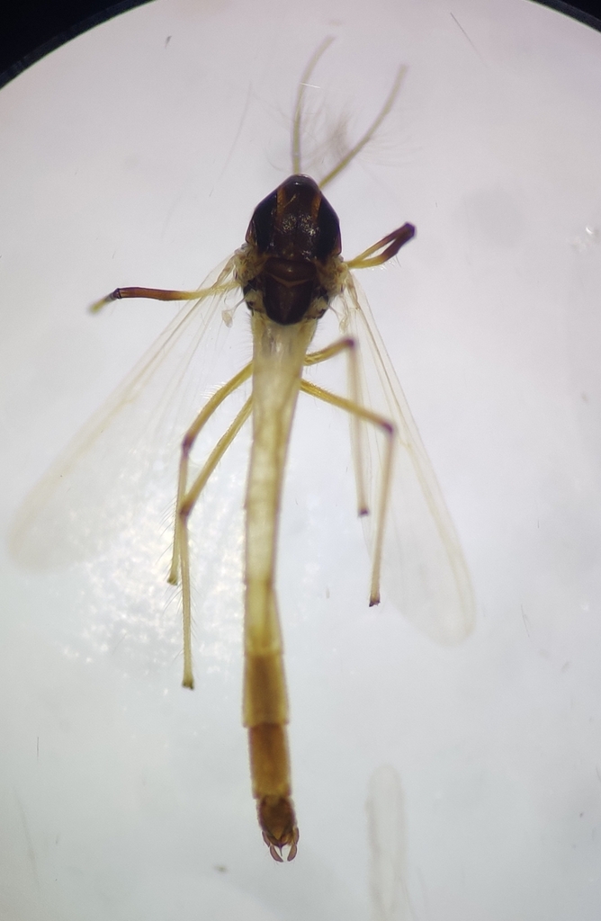 Microtendipes nitidus