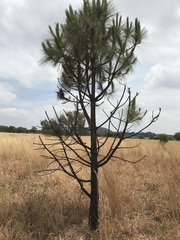 Pinus patula