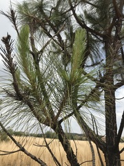 Pinus patula