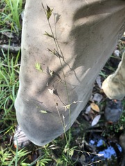 Chasmanthium nitidum