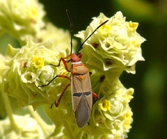 Dysdercus bimaculatus