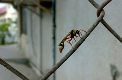 Delta campaniforme campaniforme