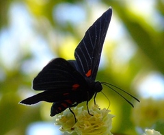 Melanis acroleuca acroleuca