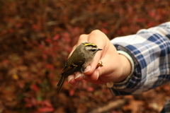 Regulus satrapa satrapa