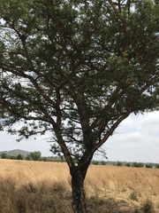 Vachellia sieberiana